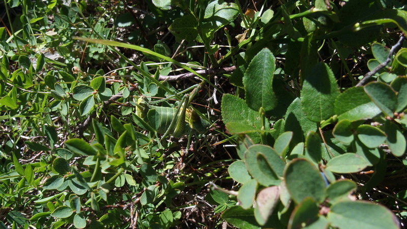 Polysarcus denticauda. maschio (Phaneropteridae)